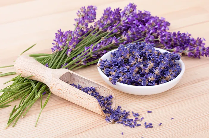 Lavender
