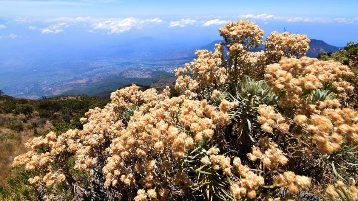 Edelweiss Jawa