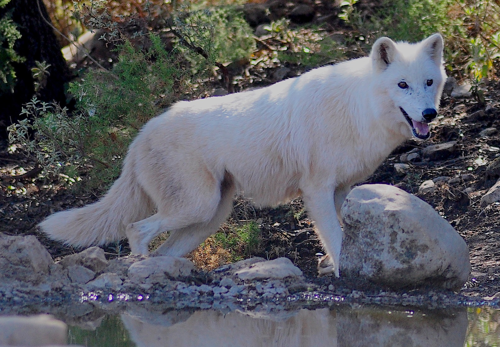 Canis lupus tundrarum