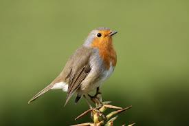 Erithacus rubecula