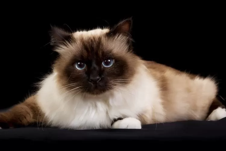 perawatan Kucing Burma