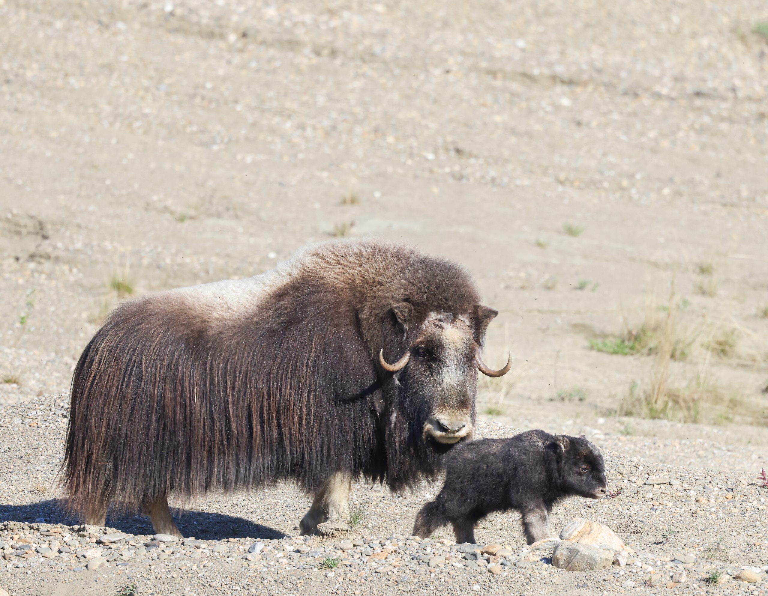 Dampak Perubahan Iklim terhadap Populasi Muda