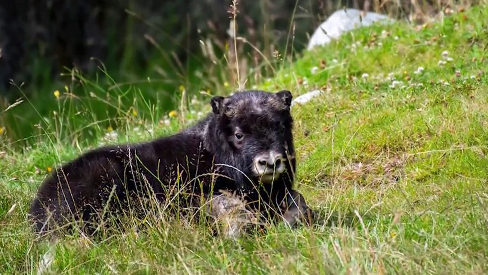 Keajaiban habitat Muskox calf pada Menit Pertama di Suhu Sub-Zero