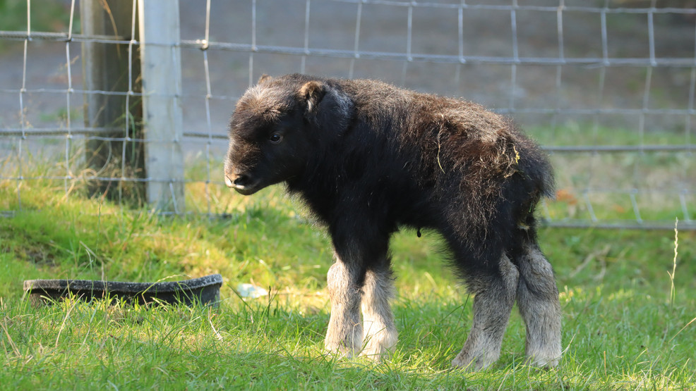 Muskox Calf