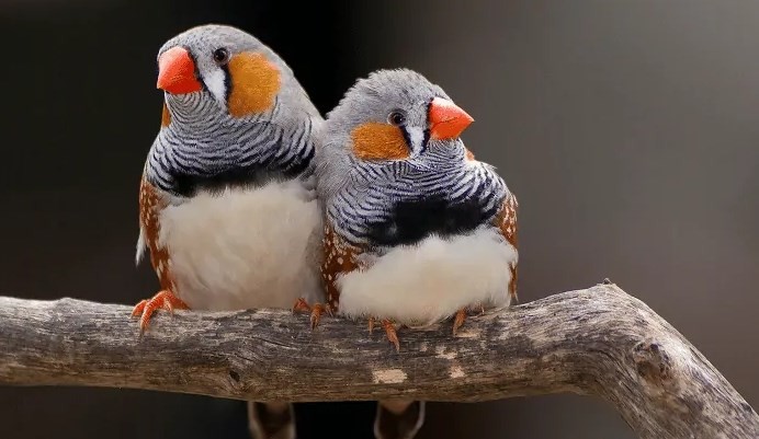 Burung Finch