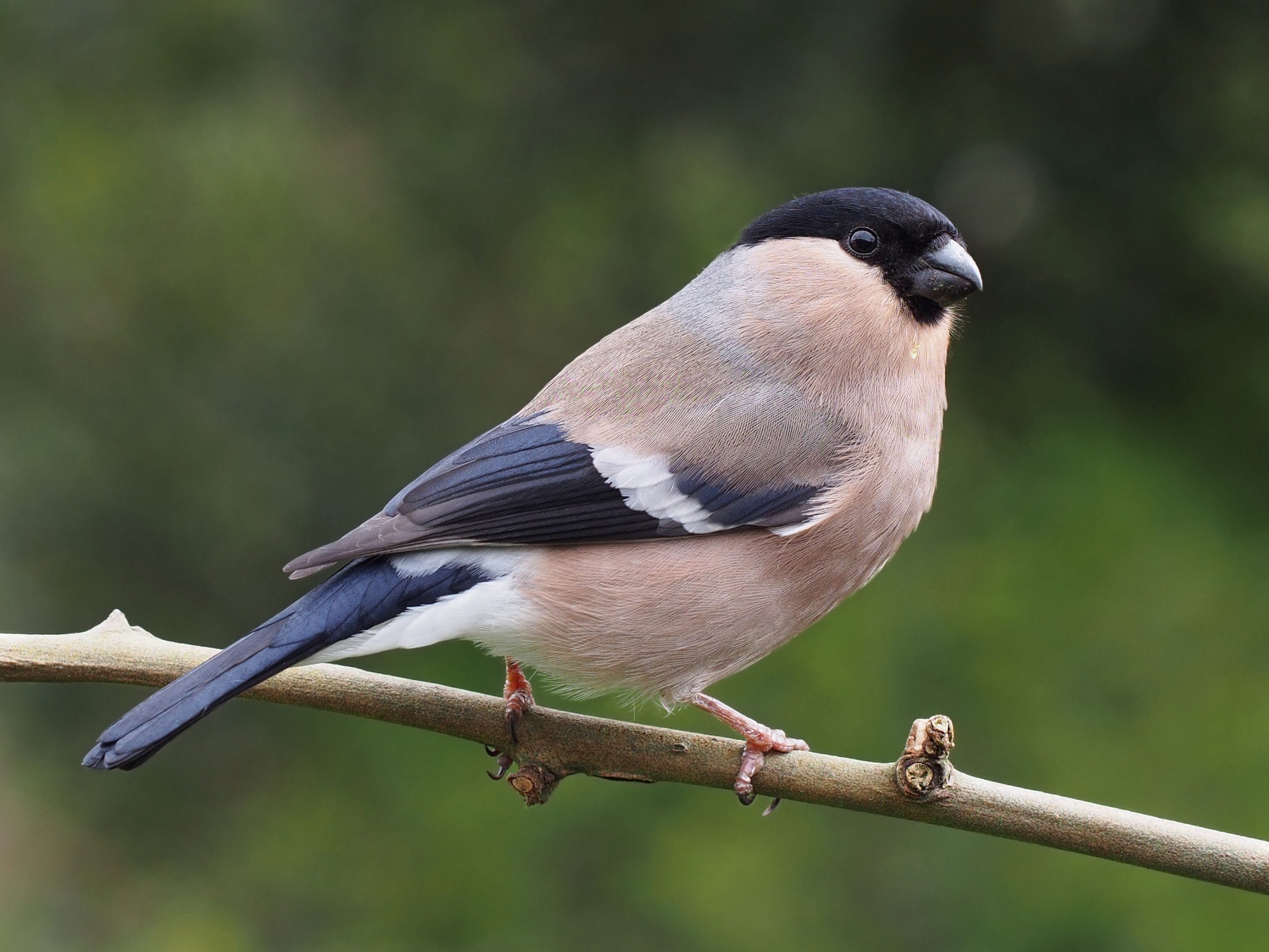 Cara Menjaga Burung Finch Tetap Sehat