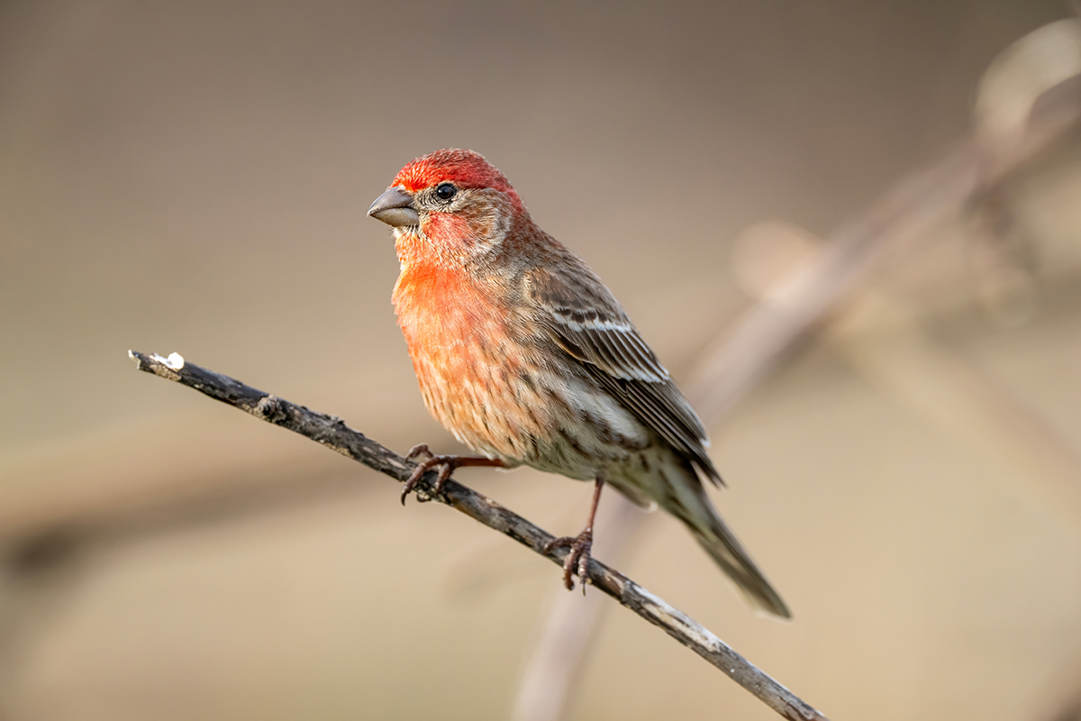 Mengenal Karakter Burung Finch